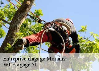 Entreprise élagage  morains-51130 WJ Elagage 51 